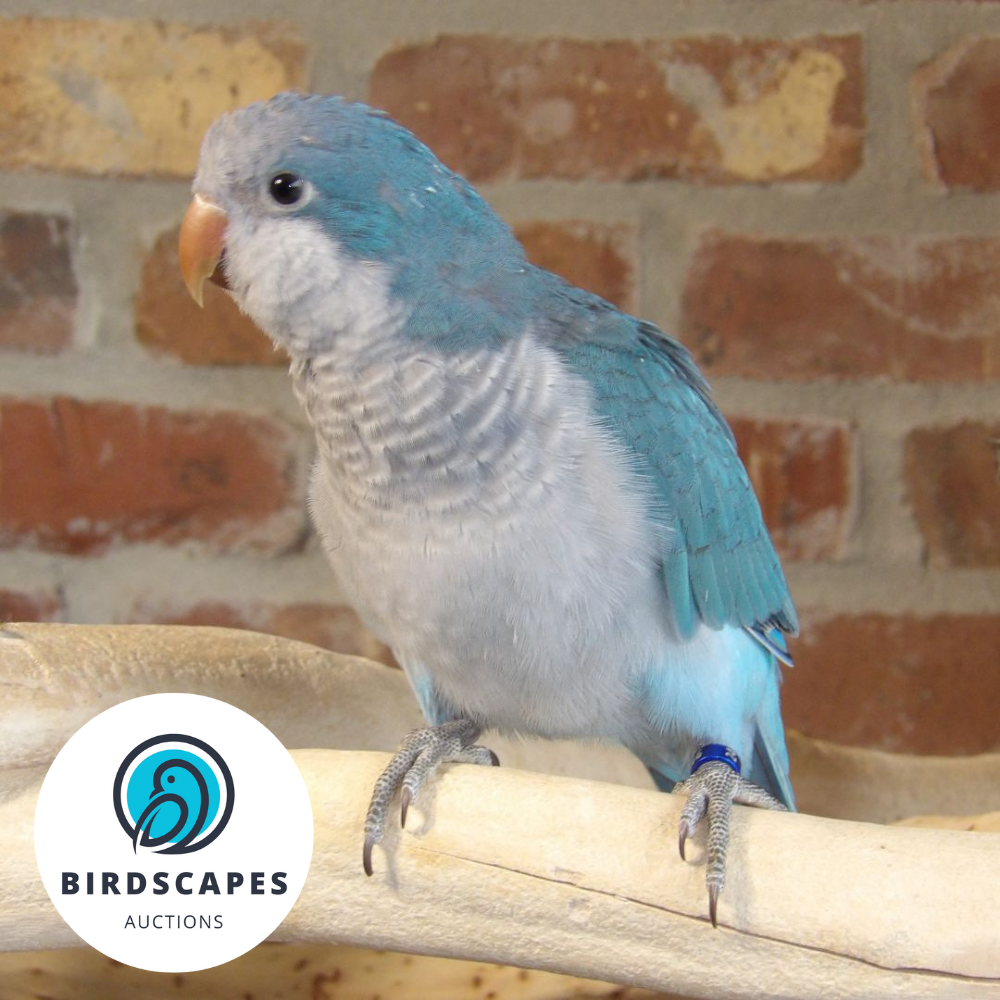 Cobalt Blue Quaker
