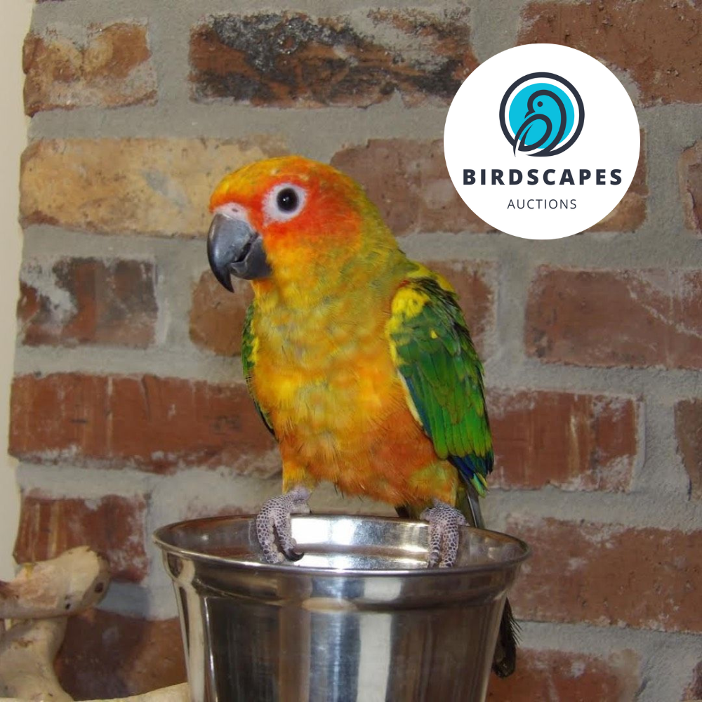Sun Conure
