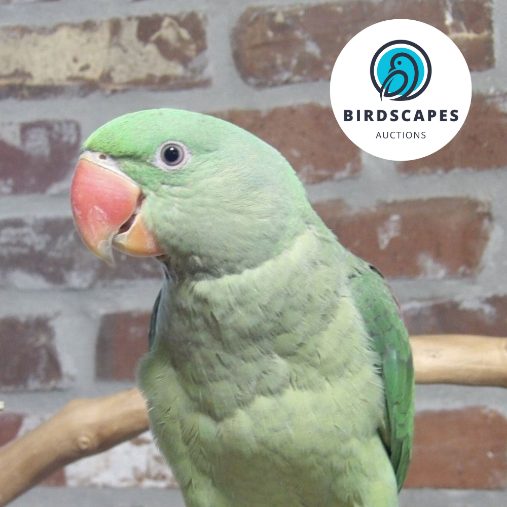 Alexandrine Parakeet
