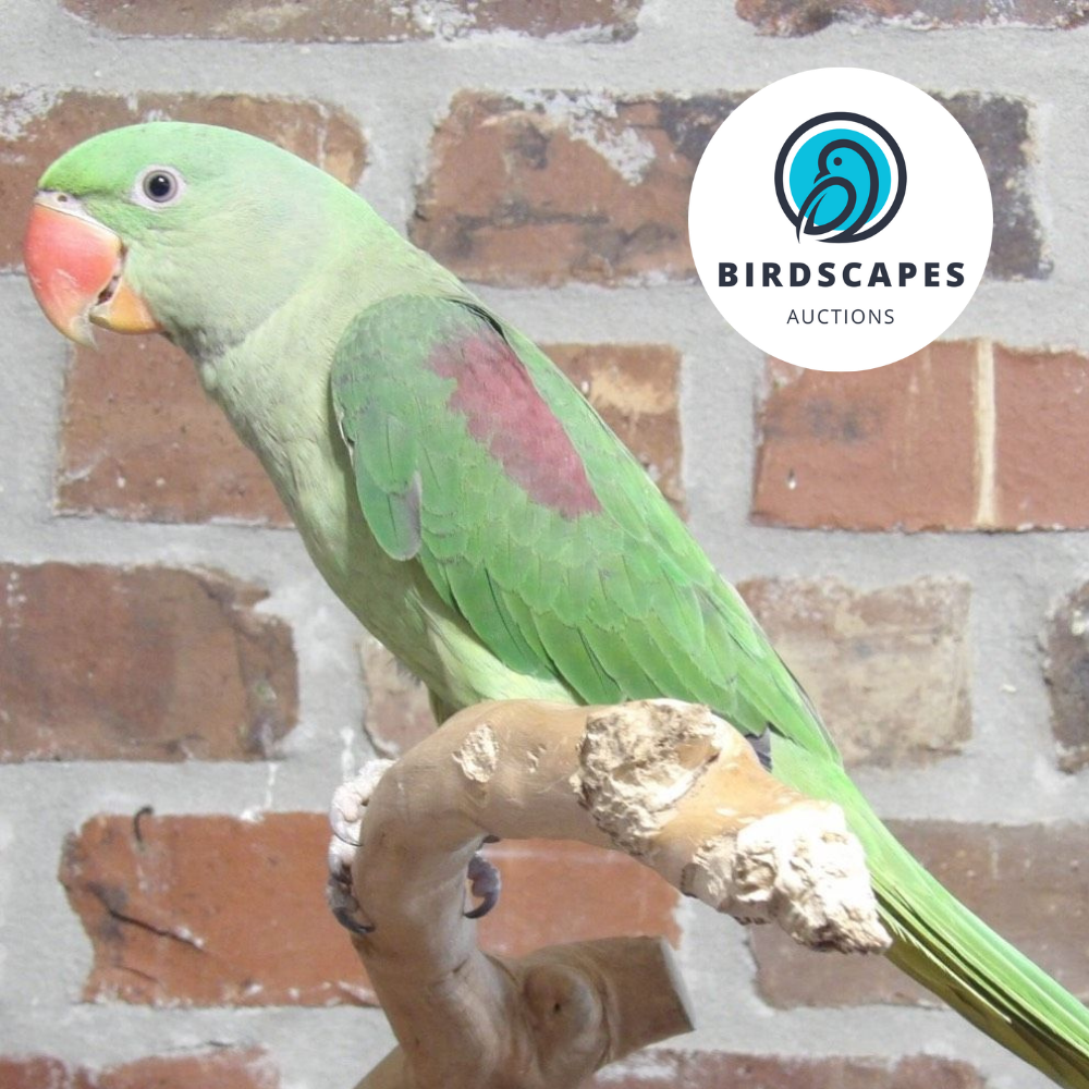 Alexandrine Parakeet