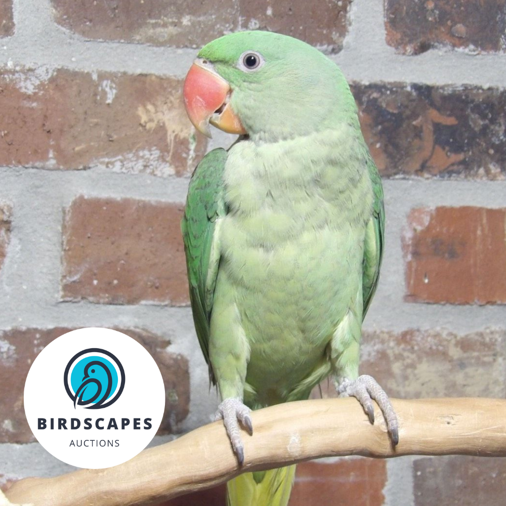 Alexandrine Parakeet