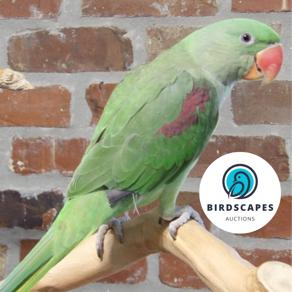 Alexandrine Parakeet