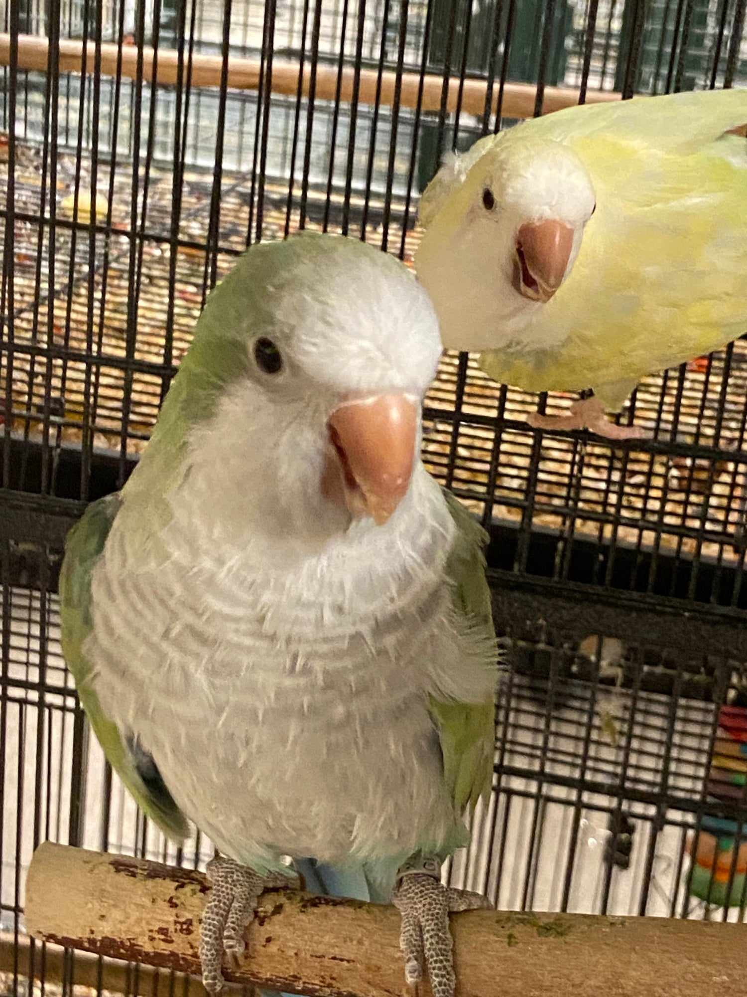 Variety of Breeders