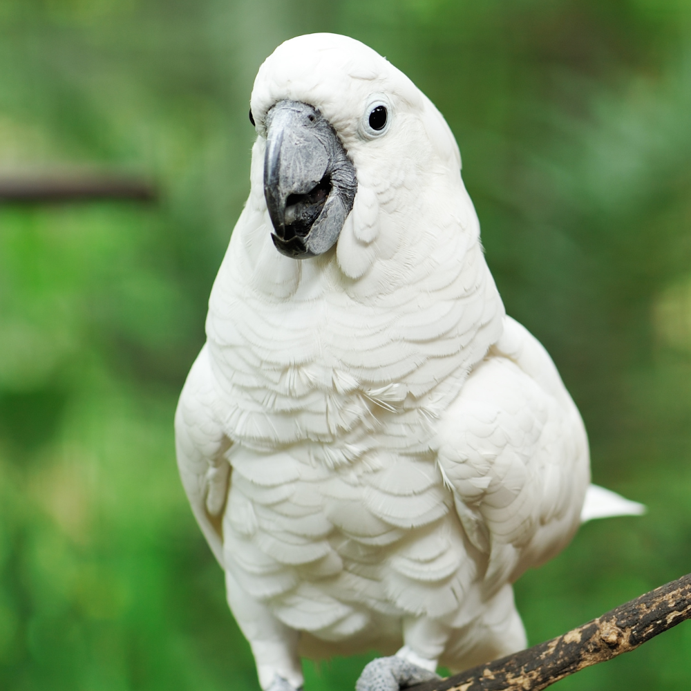 Birds