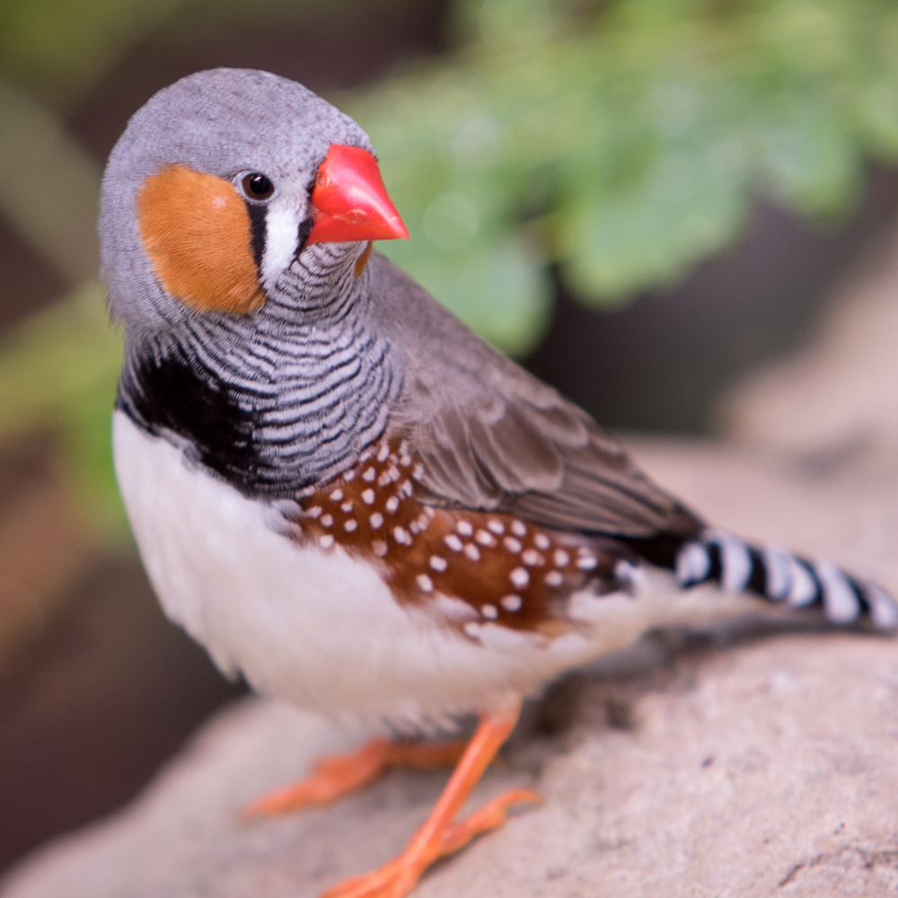 Finches
