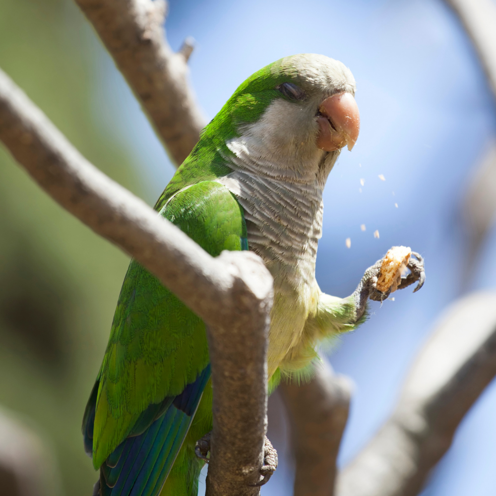 Quaker Parrots