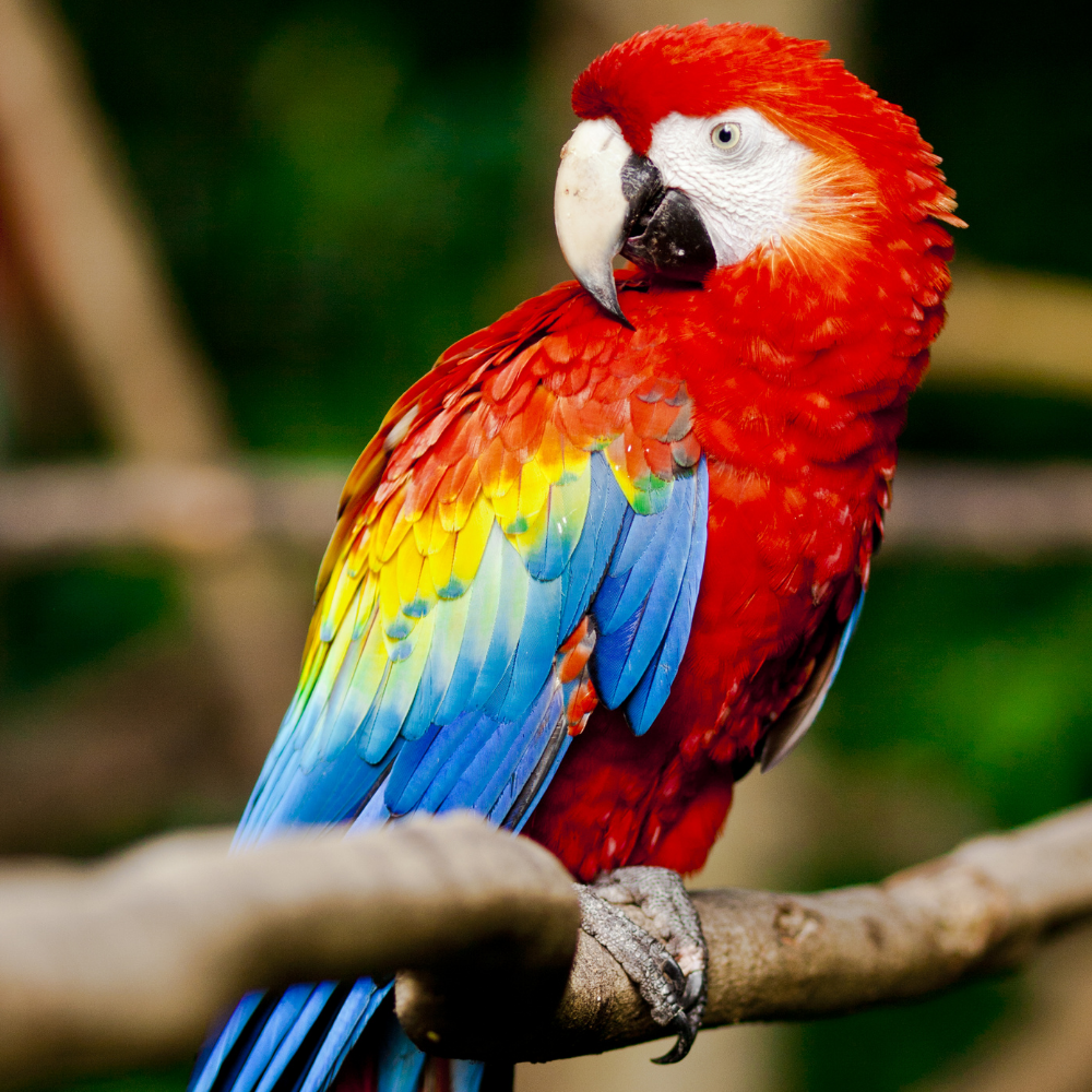 Macaws