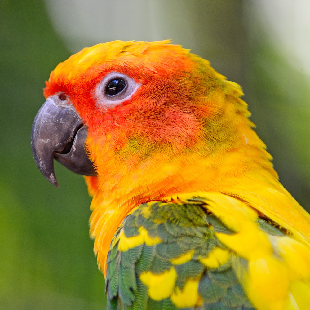 Sun Conures