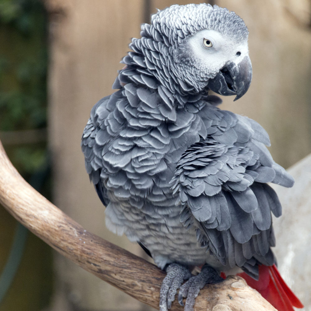 African Grey