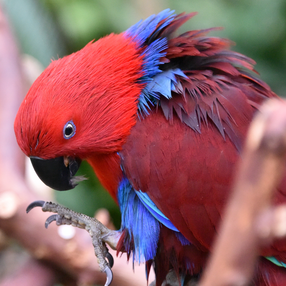 Eclectus