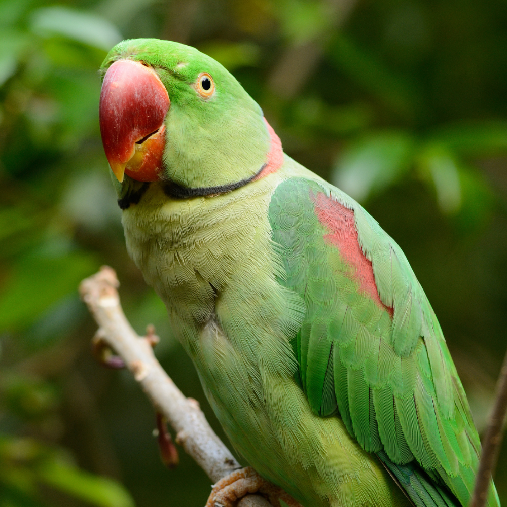 Alexandrine Parakeet