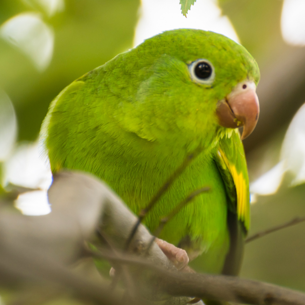 Canary Winged Parakeet