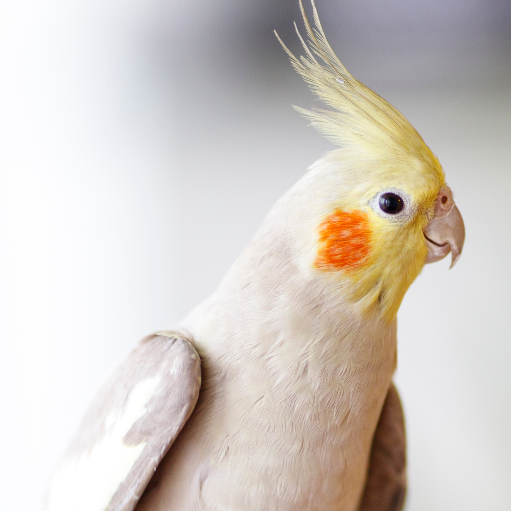 Cockatiels