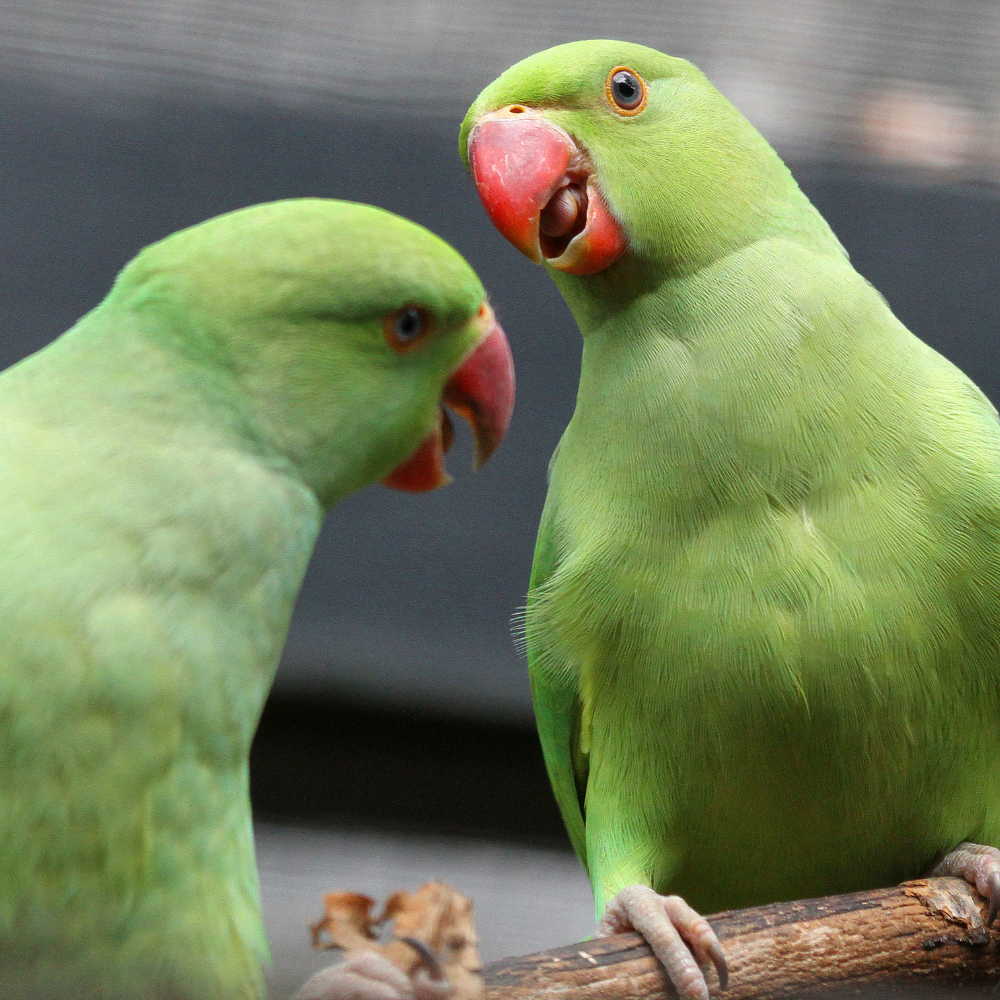 Parakeets