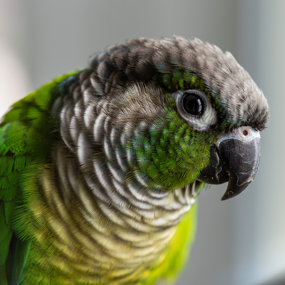 Green Cheek Conures