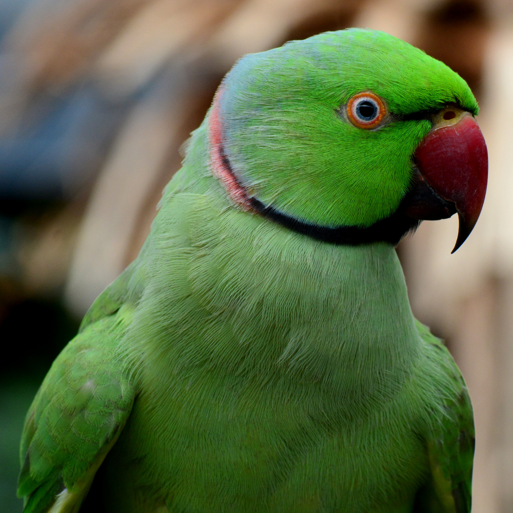 Ring Neck Parrot