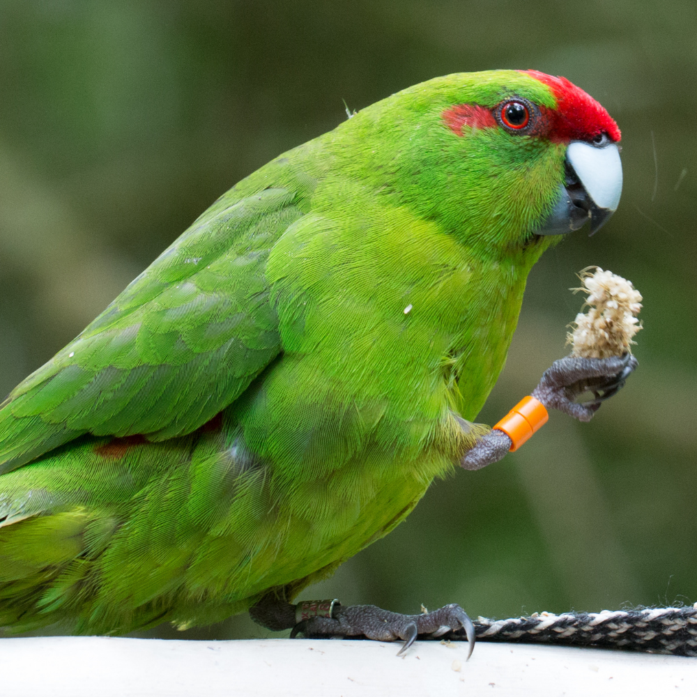 Kakariki