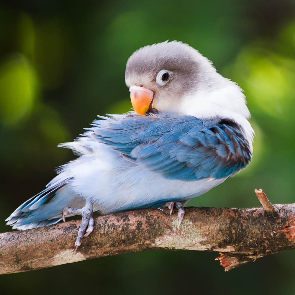 Love Birds