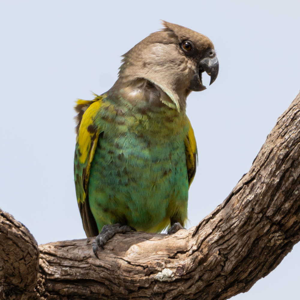 Meyers Parrot