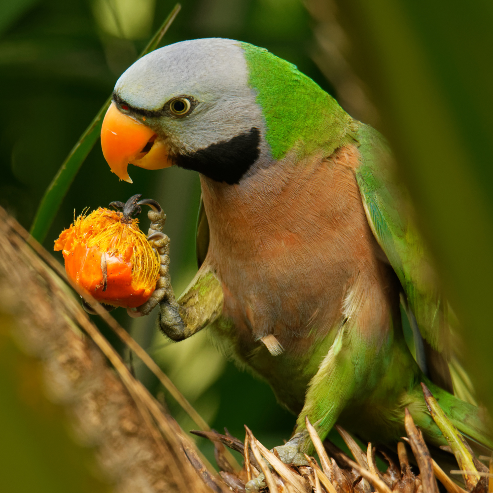 Moustached Parakeet