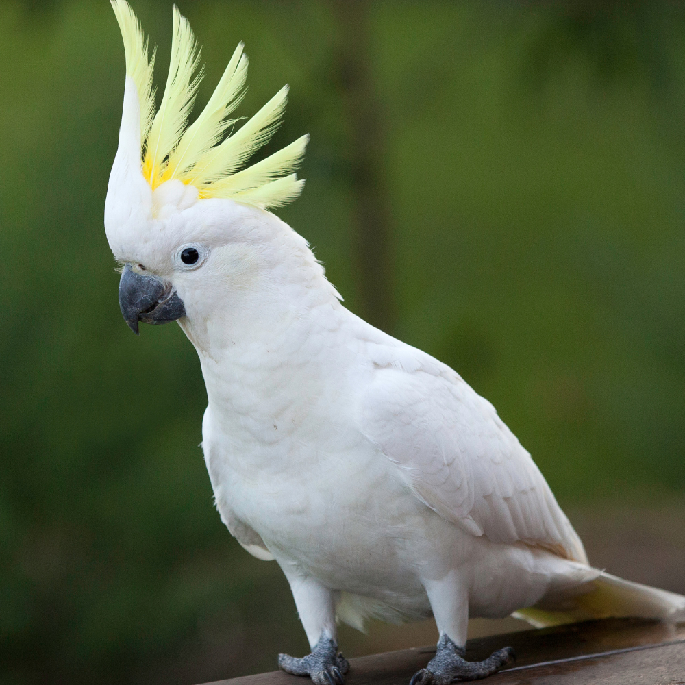 Cockatoos