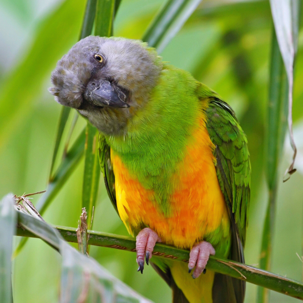 Senegal