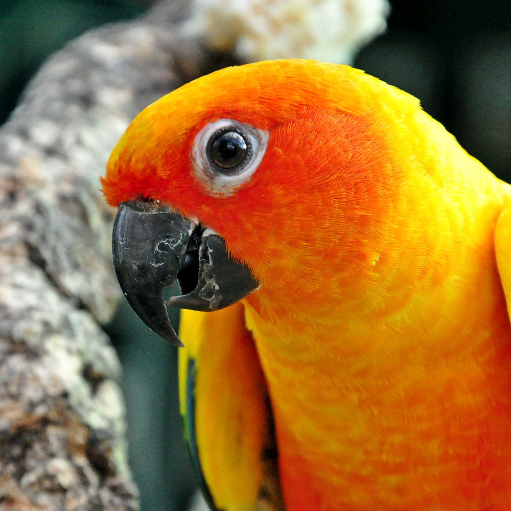 Conures
