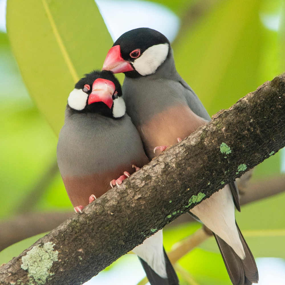 Bonded Pairs