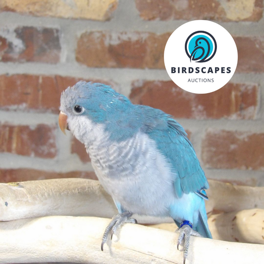 Cobalt Blue Quaker