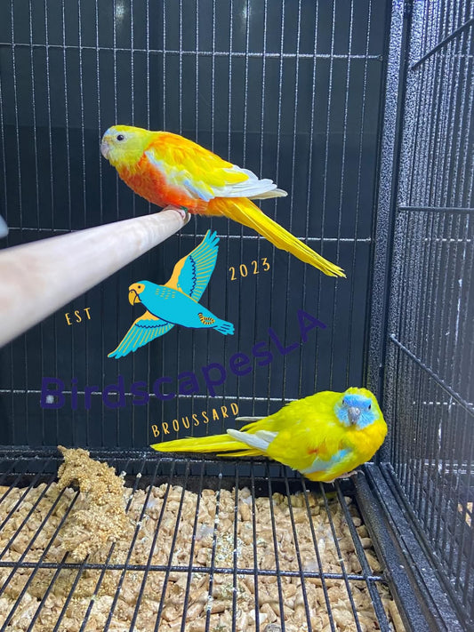 Cobalt Blue Quaker (No Band)