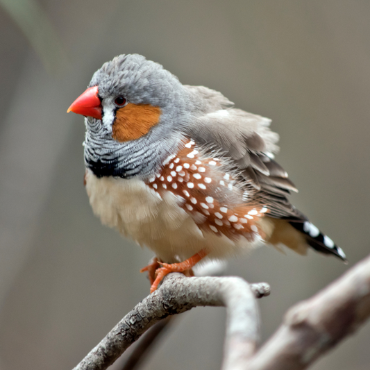 Zebra Finch