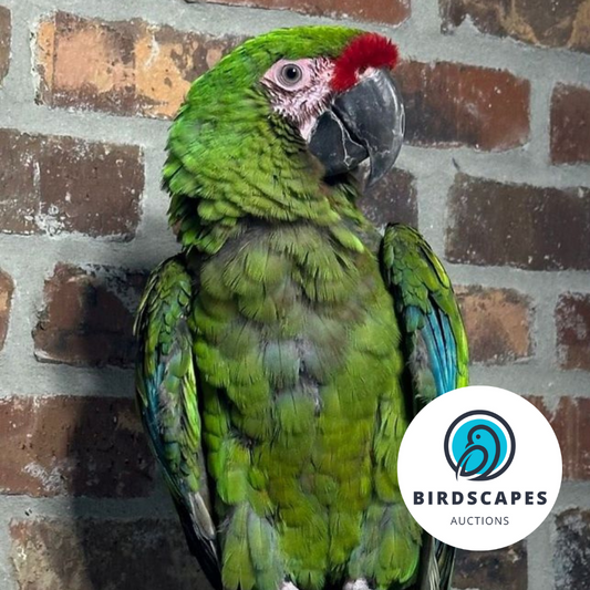 Military Macaw