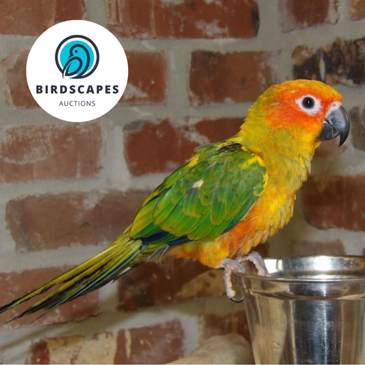 Sun Conure