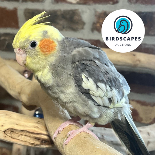 Cockatiel (No Band)
