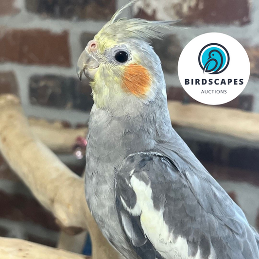 Cockatiel (No Band)
