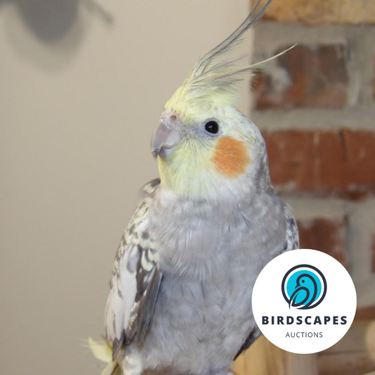 Cockatiel (No Band)