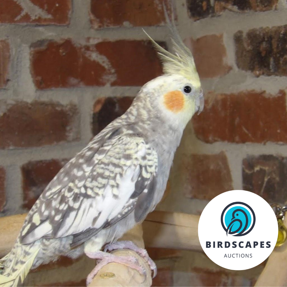 Cockatiel (No Band)