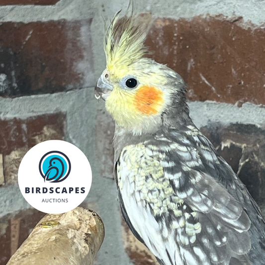 Cockatiel (No Band)
