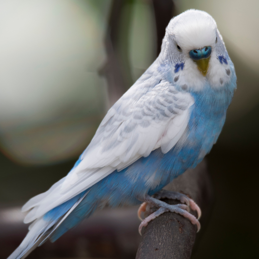 Budgie Parakeets